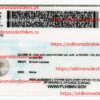 Florida Driver License(New FL O21 V2) - Image 2